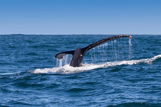 Hermanus Whale Watching & Penguins Shared Tour from Cape Town - Who Should Book This Tour?
