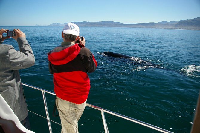 Hermanus Whale Watching & Penguins Shared Tour from Cape Town - FAQs