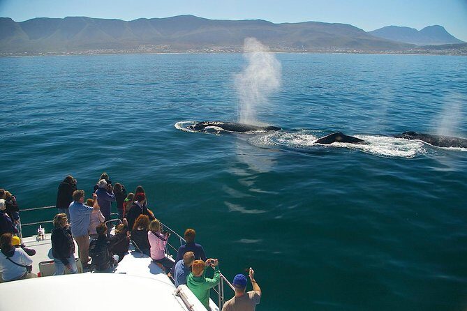 Hermanus Whale Watching Shared Boat Trip and Private Wine Tour from Cape Town - The Itinerary in Detail