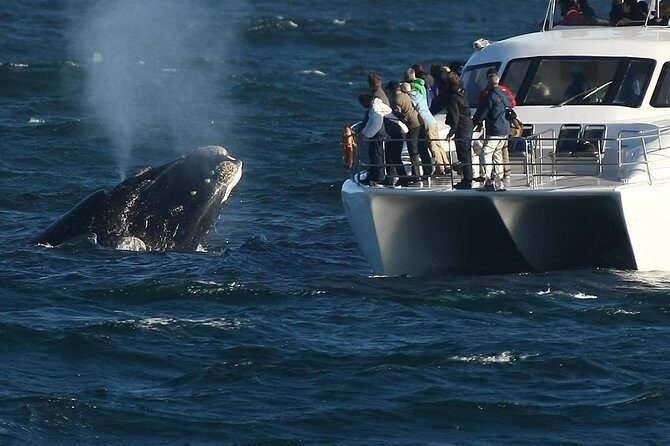 Hermanus Whale Watching Shared Boat Trip and Private Wine Tour from Cape Town - Authentic Experiences from Reviewers