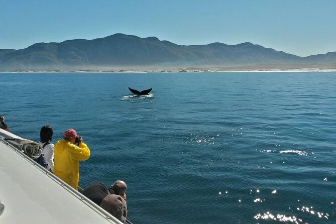 Hermanus Whale Watching Shared Boat Trip and Private Wine Tour from Cape Town - Who Would Love This Tour?