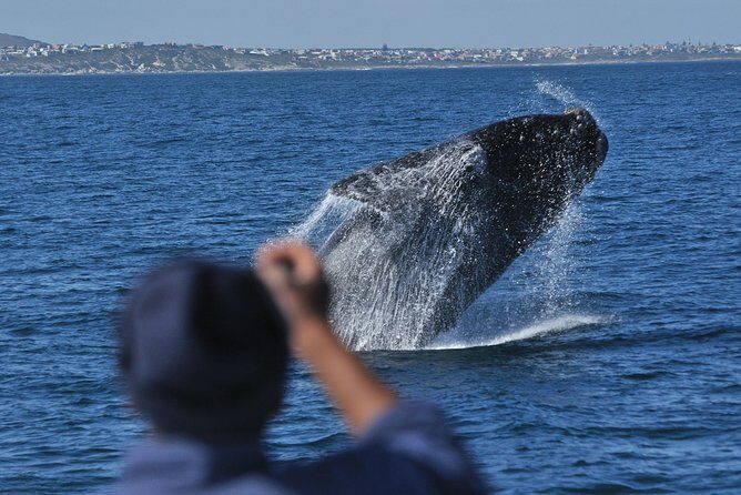 Hermanus Whale Watching Shared Boat Trip and Private Wine Tour from Cape Town - Final Thoughts