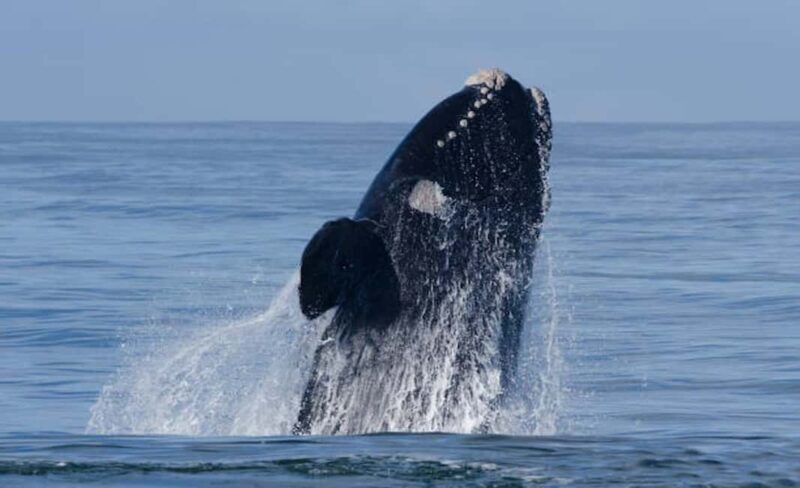 Hermanus: Whale Watching Tour - Introduction