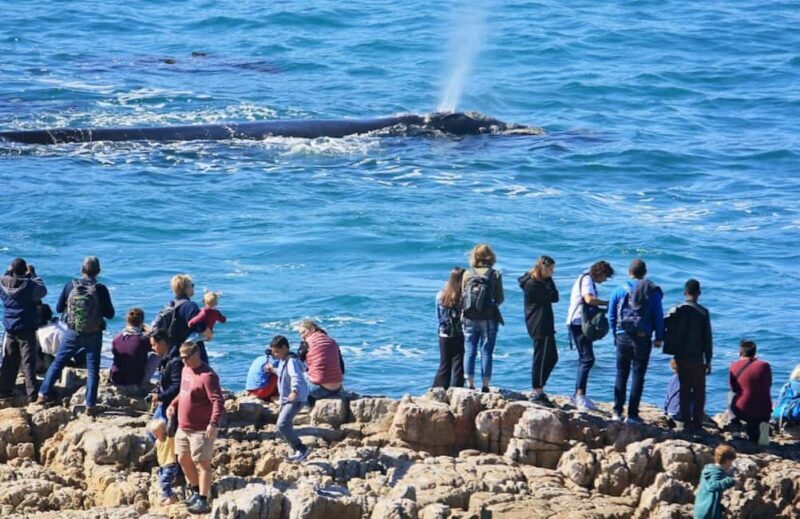 Hermanus: Whale Watching Tour - What to Expect and Practical Details