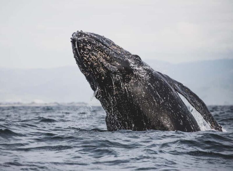Hermanus: Whale Watching Tour with Penguin Colony Visit - Key Points