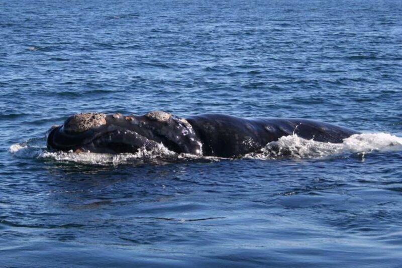 Hermanus: Whale Watching Tour with Penguin Colony Visit - The Journey to Hermanus: Scenic and Well-Planned