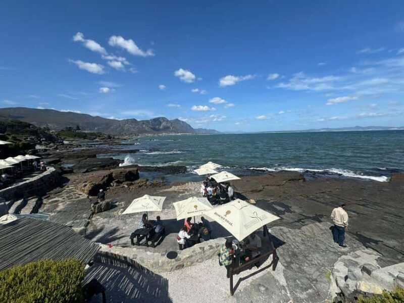 Hermanus: Whale Watching Tour with Penguin Colony Visit - Who Would Love This Tour?
