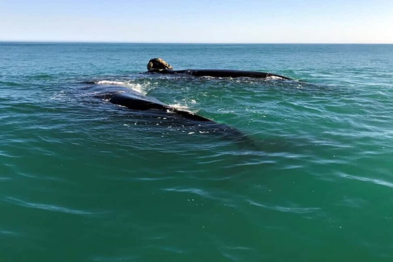 Hermanus: Whale Watching Tour with Scenic Coastal Views - Key Points