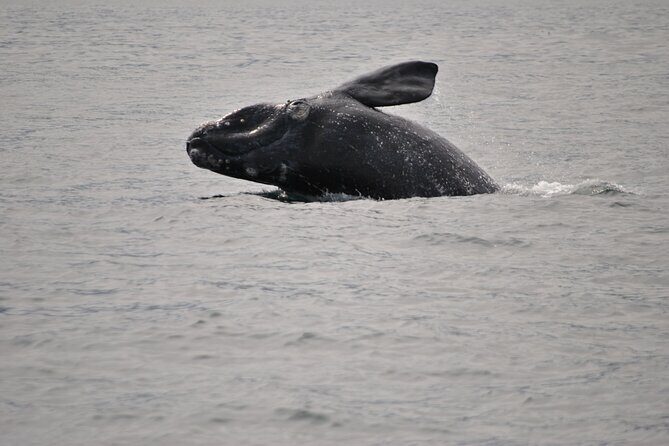 Hermanus Whales and Wine Full Day Private Tour - Key Points  