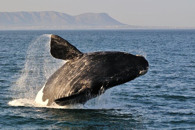 Hermanus Whales and Wine Full Day Private Tour - Scenic Drive and Coastal Charm  