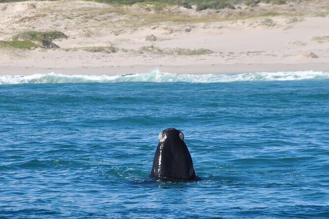 Hermanus Whales and Wine Full Day Private Tour - Benguela Cove Lagoon Wine Estate: A Tasting Experience  