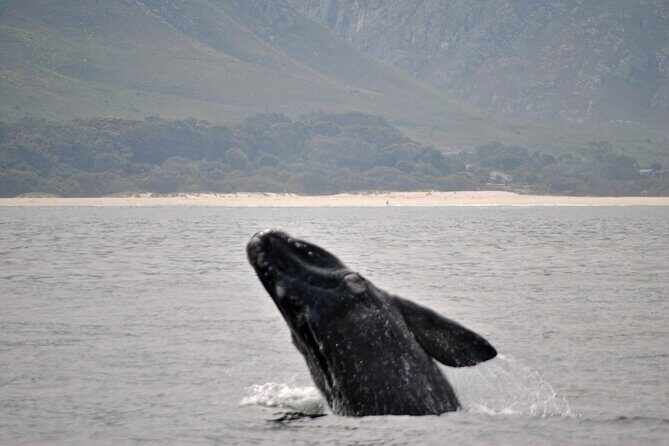Hermanus Whales and Wine Full Day Private Tour - Authentic Insights from Reviews  