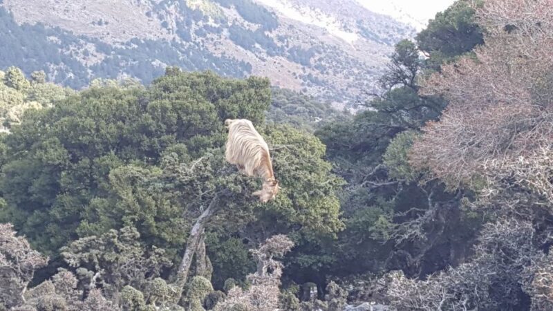 Hersonissos: South Eastern Crete & Sarakinas Gorge Day Tour - FAQ