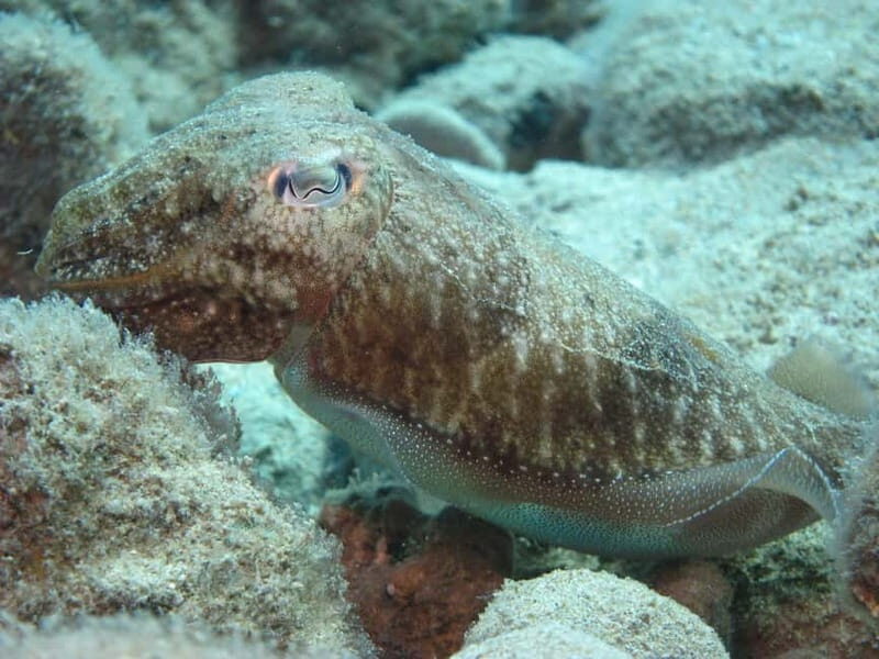 Hersonissos, Stalida: Scuba Diving Experience for beginners - Summary: Who Will Love This Experience?