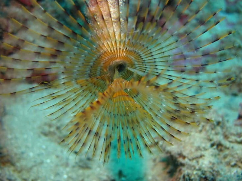 Hersonissos, Stalida: Scuba Diving Experience for beginners - Frequently Asked Questions