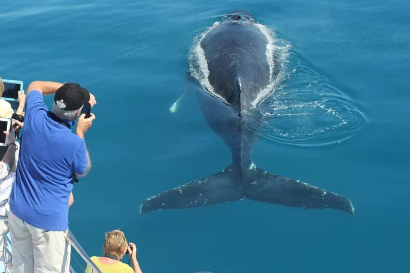 Hervey Bay: 3/4 Day Whale Watching Cruise with Lunch - Who Should Consider This Tour?  