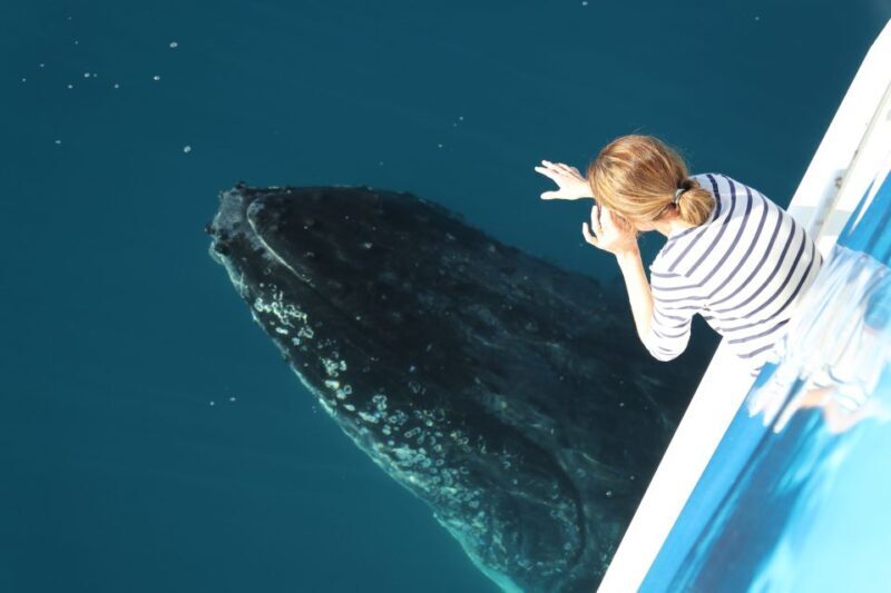 Hervey Bay 4-Hour Whale Watch Encounter - The Itinerary: What You Can Expect