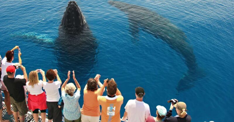 Hervey Bay 4-Hour Whale Watch Encounter - Accessibility and Practical Considerations