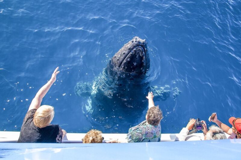 Hervey Bay 4-Hour Whale Watch Encounter - FAQs