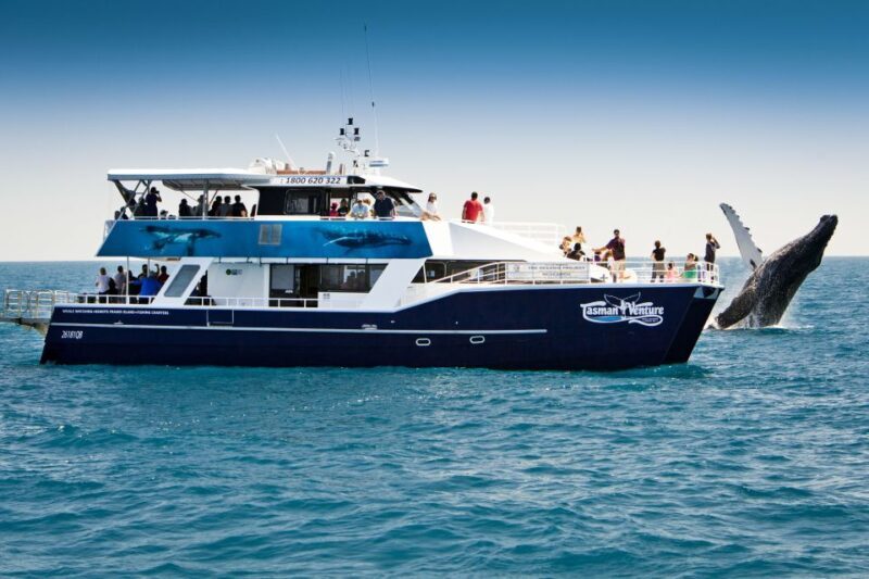 Hervey Bay 4-Hour Whale Watch Encounter - Final Thoughts