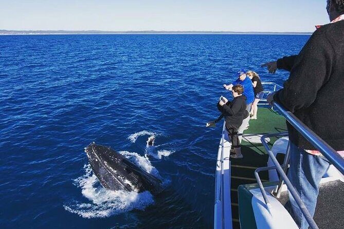 Hervey Bay: Best Value Half Day Whale Watching Cruise - The Experience: What to Expect on the Water
