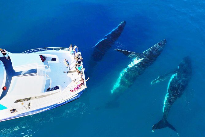 Hervey Bay: Best Value Half Day Whale Watching Cruise - Practical Details and Tips