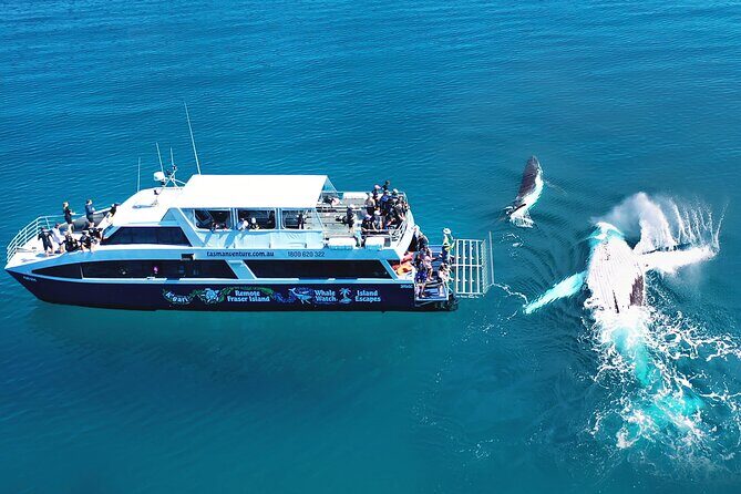 Hervey Bay: Best Value Half Day Whale Watching Cruise - FAQ
