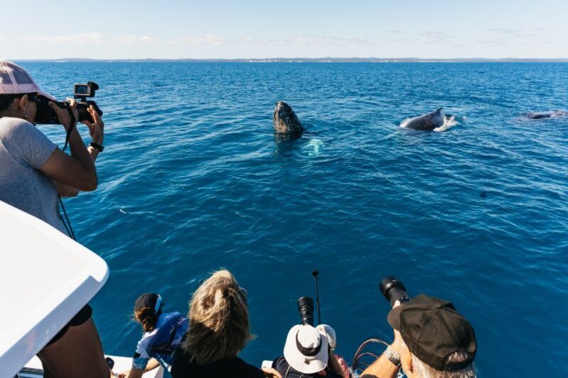 Hervey Bay: Exclusive Whale Watch Encounter - Key Points