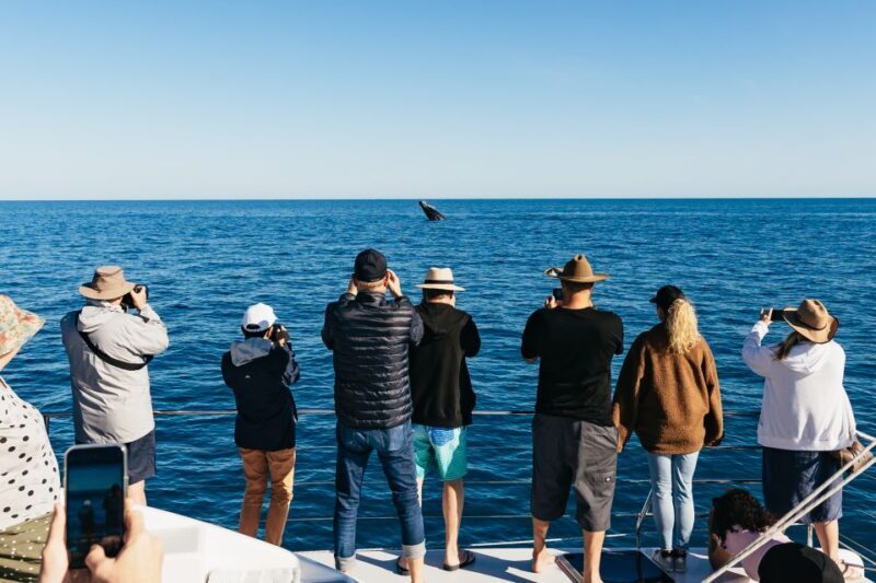 Hervey Bay: Exclusive Whale Watch Encounter - Overview of the Whale Watching Experience