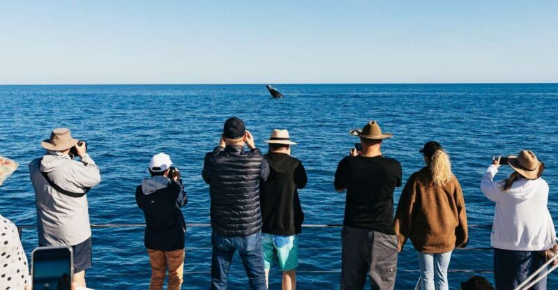 Hervey Bay: Exclusive Whale Watch Encounter - What Sets This Tour Apart