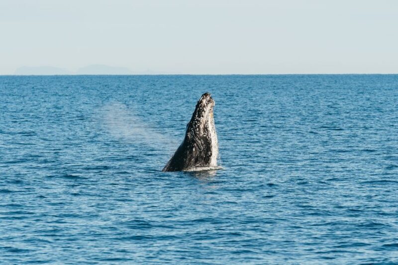 Hervey Bay: Exclusive Whale Watch Encounter - Who Would Love This?