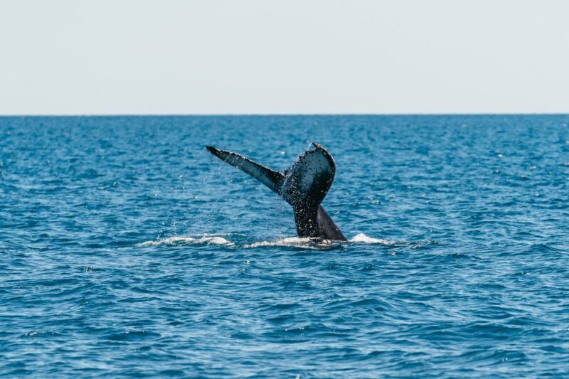 Hervey Bay: Exclusive Whale Watch Encounter - FAQ