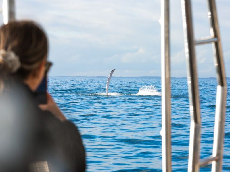 Hervey Bay: Half-Day Whale and Island Adventure by Boat - Key Points