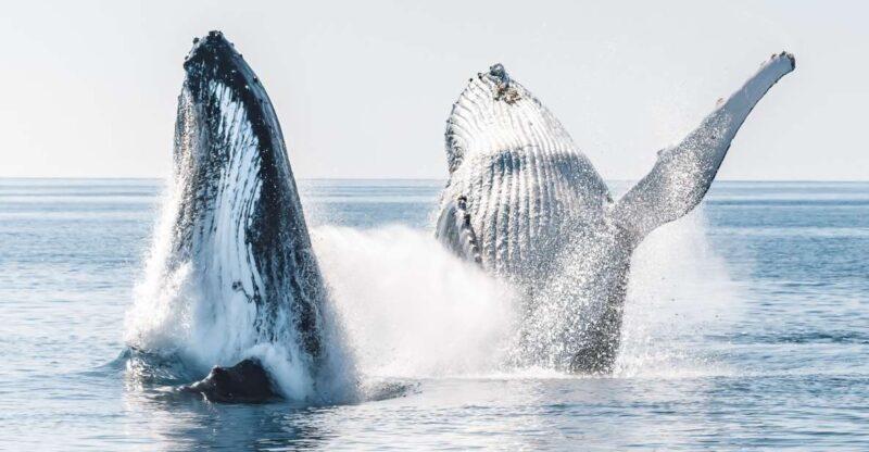 Hervey Bay: Half-Day Whale and Island Adventure by Boat - What You Can Expect from the Tour