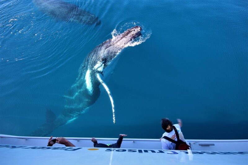 Hervey Bay: Half-Day Whale Watching Cruise with Meal - Introduction