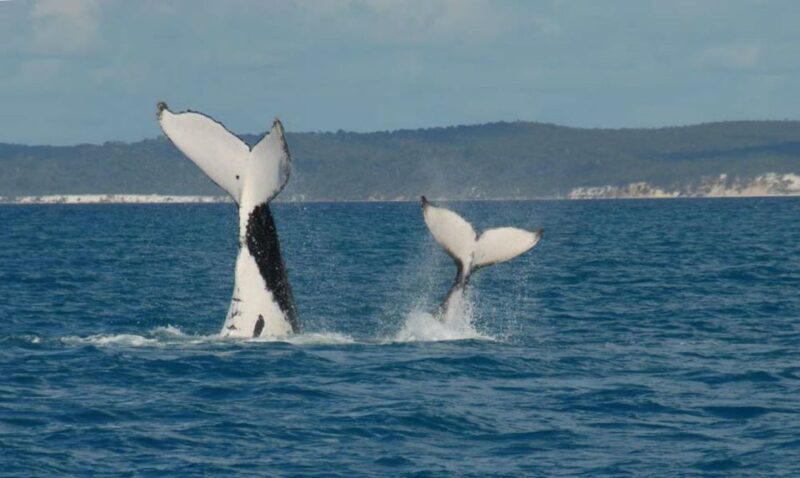 Hervey Bay: Half-Day Whale Watching Cruise with Meal - The Experience: Details and Insights from Reviews