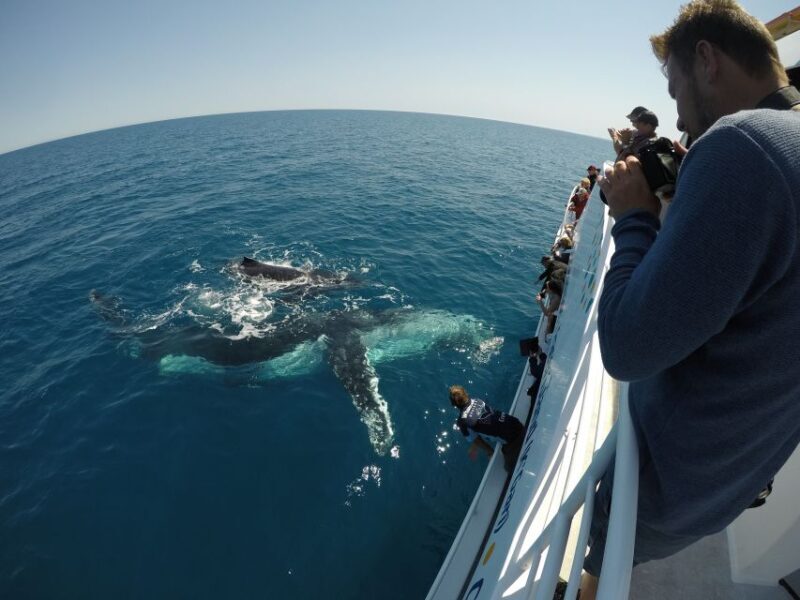Hervey Bay: Half-Day Whale Watching Cruise with Meal - Why This Tour Offers Great Value