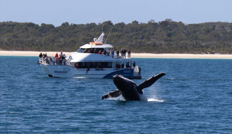 Hervey Bay: Half-Day Whale Watching Cruise with Meal - The Sum Up