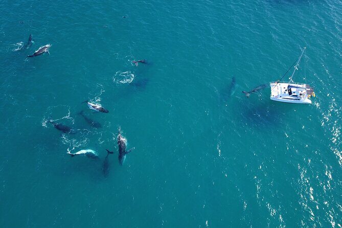 Hervey Bay Overnight Whale Watching Cabin Hire - Hervey Bay Overnight Whale Watching Cabin Hire: A Detailed Review