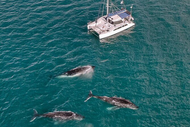 Hervey Bay Overnight Whale Watching Cabin Hire - What’s Included and What to Budget For