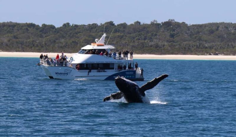 Hervey Bay: Pre-season Whale and Dolphin Watching Cruise - The Itinerary in Detail