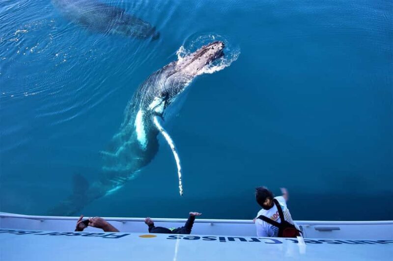 Hervey Bay: Pre-season Whale and Dolphin Watching Cruise - Price & Value