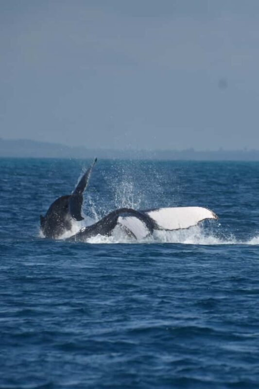 Hervey Bay: Pre-season Whale and Dolphin Watching Cruise - Who Will Love This Tour?