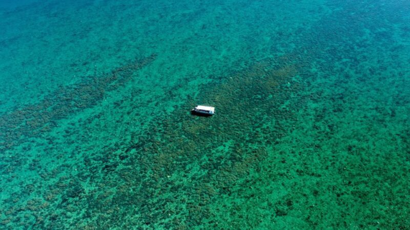 Hervey Bay: Turtle Discovery Eco Tour - Authentic Reviews and Insights