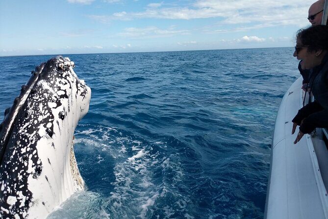 Hervey Bay Ultimate Whale Watching Cruise - Detailed Review of the Hervey Bay Whale Watching Tour