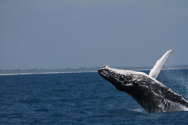 Hervey Bay: Ultimate Whale Watching Experience - What Makes This Tour Stand Out?