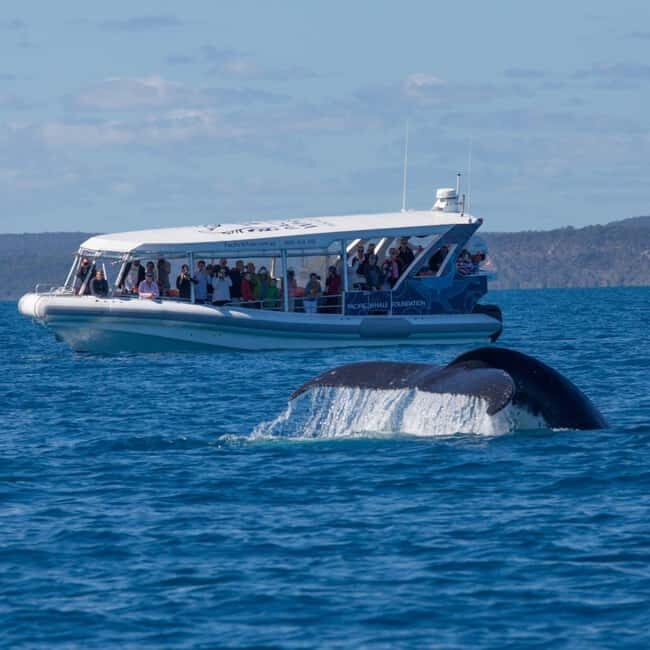 Hervey Bay: Ultimate Whale Watching Experience - Practical Tips for Your Trip
