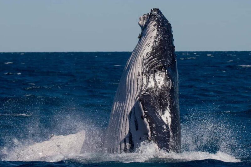 Hervey Bay: Ultimate Whale Watching Experience - Who Is This Tour Best For?