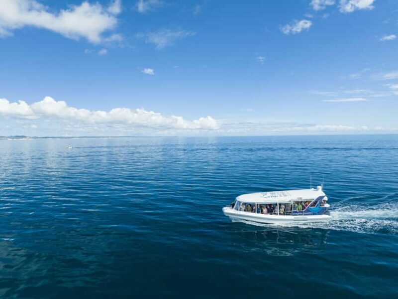 Hervey Bay: Ultimate Whale Watching Experience - The Sum Up