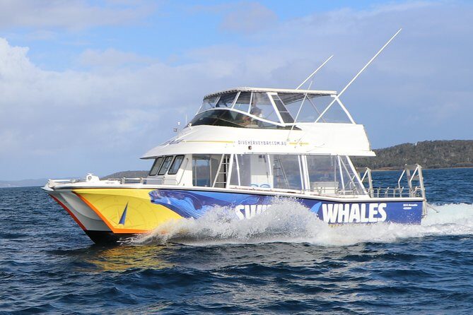 Hervey Bay Whale Swim and Watch - Key Points